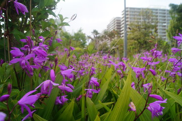 purple flowers in the garden