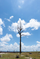 Fototapeta na wymiar dead trees against a contrasting blue sky