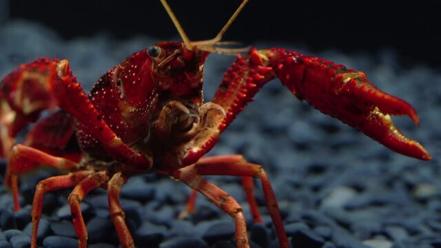 Underwater Video of American Crayfish