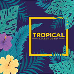 tropical background, hibiscus yellow and purple color, with branches and leaves plants vector illustration design
