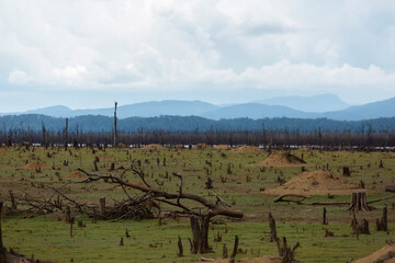 Fototapeta na wymiar dead trees against a contrasting blue sky