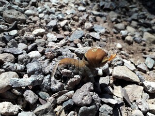 butterfly larvae