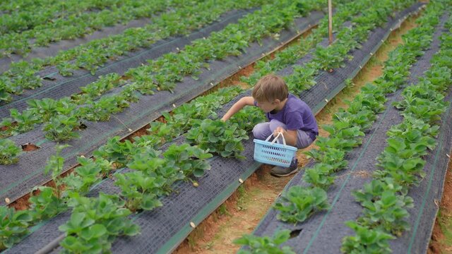 A little boy collects strawbery on an eco farm. Ecoturism concept