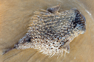 Portrait of dead Pufferfish washed away on the shore