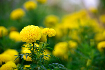 Beautiful yellow flowers blooming in the garden