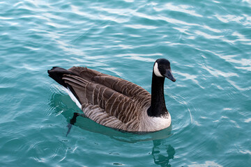 Obraz premium Bird Floating on the Water