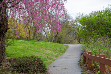 spring in the park. pink blossom trees. 