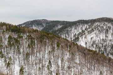 Fototapeta na wymiar Mountain landscape in winter. Large forest slopes are covered with white snow. Tall green pine trees. Sky with clouds.