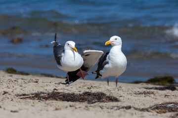 Two playful seagulls stand side by side, with one of them standing on one leg. 