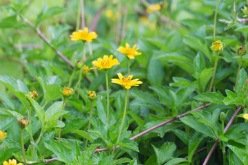 yellow flowers on green grass