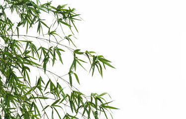 Fototapeta na wymiar bamboo leaves isolated on white background