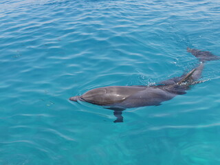 Naklejka premium dolphin swimming in the water