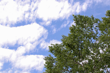 Obraz premium Krajobraz, niebo, natura, zieleń, roślina, na zewnątrz, drzewo, drzewo, lato, hokkaido, wczesne lato, chmura