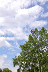風景, 空, 自然, 緑, 植物, 屋外, 木, 樹木, 夏, 北海道, 初夏, 雲