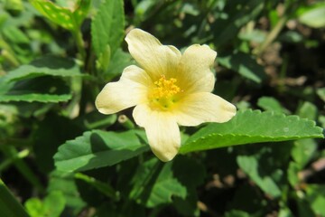 Yellow sida flower in Florida wild, closeup