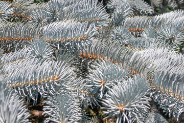 Naklejka na ściany i meble Background of blue spruce branchesBackground of branches of blue spruce and bright needles