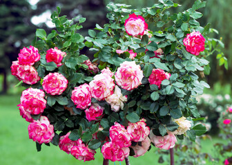 A large bush of terry pink roses in the botanical pad of Kiev, Ukraine.	
