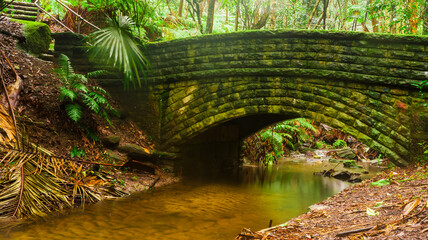 bridge in the forest