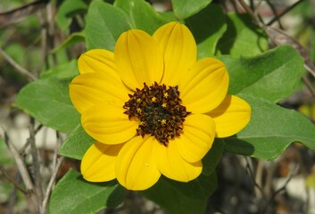 Yellow dunes sunflower on Florida beach, closeup