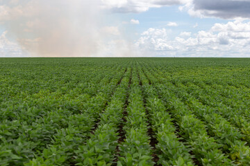 Fototapeta na wymiar Soy crop field rows on a sunny day