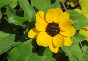 Beautiful yellow dunes sunflower on Florida beach, closeup