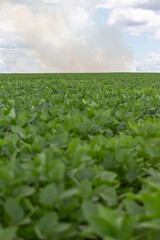 Fire on crop field rows on a sunny day