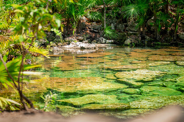 Cenote in the riviera maya in mexico