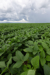 Soy crop field rows on a sunny day