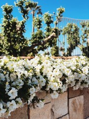 cherry tree blossom, flower wall, climbing plant, France, Saint Tropez, cote d'azur, foliage 