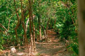 Walking among the jungle of the riviera maya