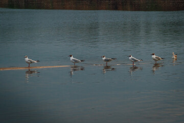 a family of seagulls are queuing one after another on the lake