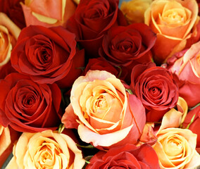 fresh colorful roses in a bouquet as background