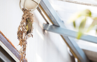 Sunbird feeding her baby in the nest hanging on outdoor lamp, animal life in city, outdoor day light