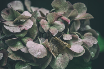 Green and Pink hydrangea