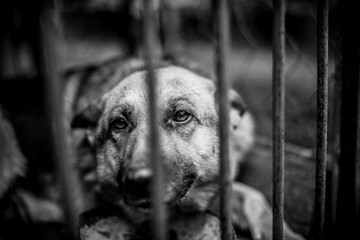 A big sad shepherd in an old aviary.