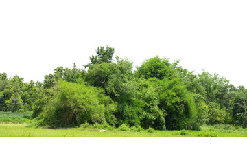Tree line isolated tree on white background Thailand.