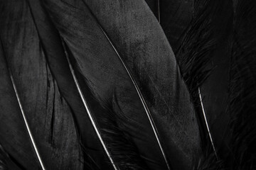 Black feathers texture line background.