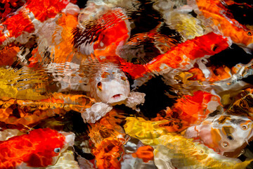 Koi,  Colorful  Koi fish swim in pond  underwater.