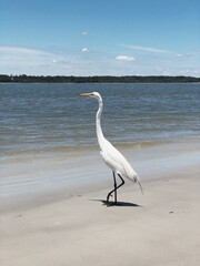snowy egret on the beach, heron, crane