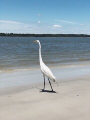 great blue heron on the beach