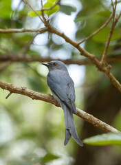 Ashy Drongo bird