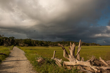 stormy clouds bare tree
