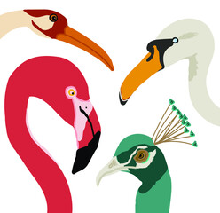 set of funny cartoon birds, flamingo, swan, goose, heron, crane, peacock, illustration, abstract, birds of prey, tropical birds, colorful drawing