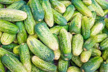 Solid background of fresh ripe and natural cucumbers