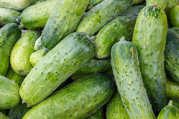 Solid background of fresh ripe and natural cucumbers