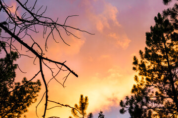 sunset with a tree