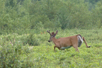 Whitetail buck running away scared from camera 
