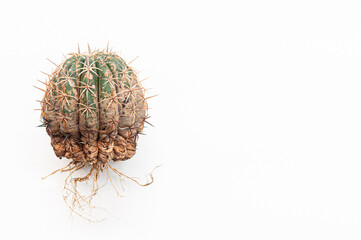Cactus disease dry root rot caused by fungi, severe damage fungi infected Gymnocalycium cactus