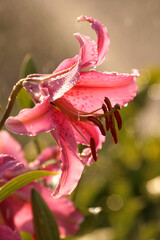Close up of pink lily flower in the green garden
