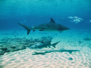 Obraz na płótnie Canvas sharks underwater in aquarium
